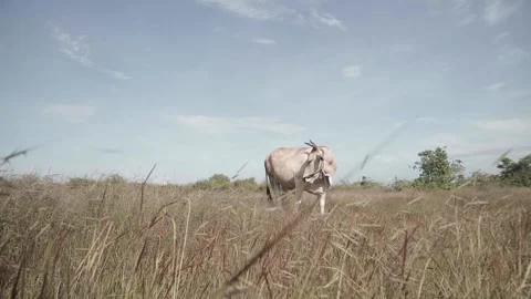 Beef cattle videos Stock Footage 194794310