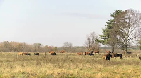 Beef Cattle walking across field_HD Stock Footage 10589505