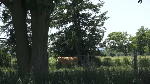 Beef cow and calf under tree Stock Footage 201500032