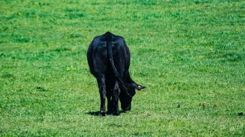 Beef Cow Butt from Behind Stock Photos