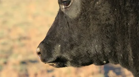 Beef Cow Video stock 12576727