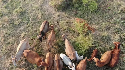 Beef cow group eating straw on rice field sunset light Stock Footage 145198223
