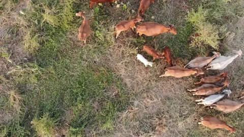 Beef cow group eating straw on rice field sunset Stock Footage 145298745