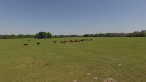 Beef Cows Stock Footage 219340121