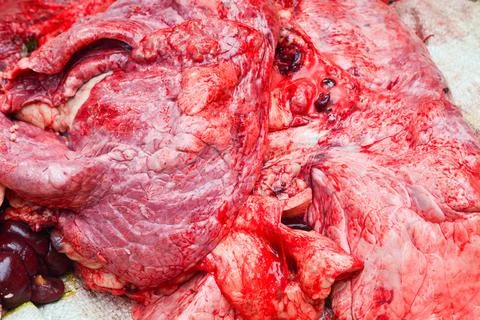 Beef cuts for Eid al-Adha charity for Muslims Stock Photos