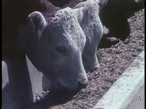 Beef grading, packing and transportation are shown. Stock Footage 75098703