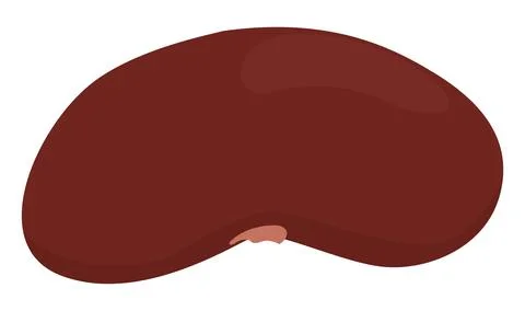 Beef kidney isolated on white background Stock Illustration