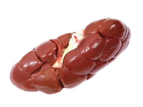 Beef kidney. Stock Photos