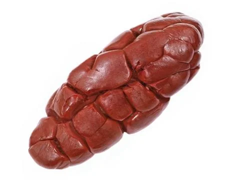 Beef kidney.isolated. Stock Photos