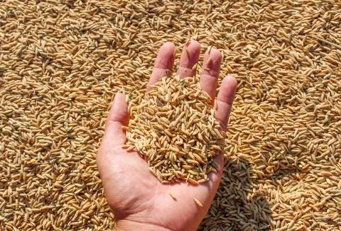 Beef rice paddy for background and wallpaper. Thailand rice farmers dry rice on  Stock Photos