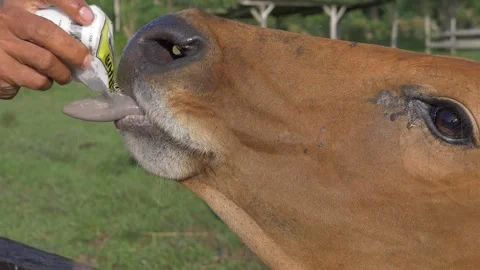 Beef with salt Stock Footage 247040914