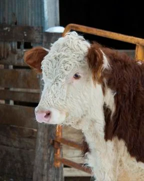 Beef Steer Stock Photos