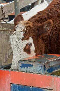 Beef Steer Stock Photos