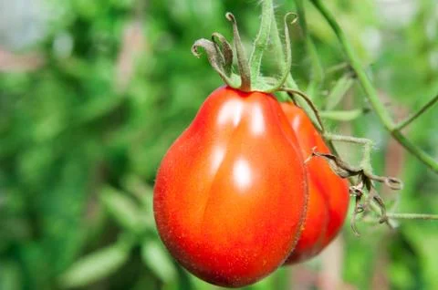 Beef tomato Foto stock
