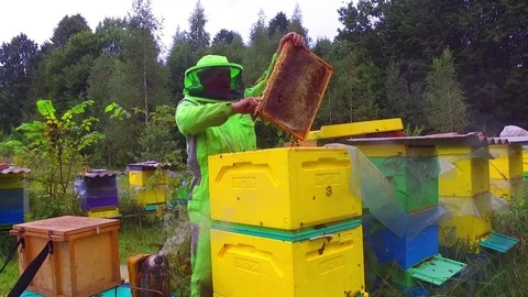 Beefarm and beekeeper Video stock 80008215