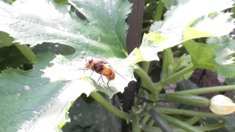 Beefly on a leaf Stock Footage 344532076