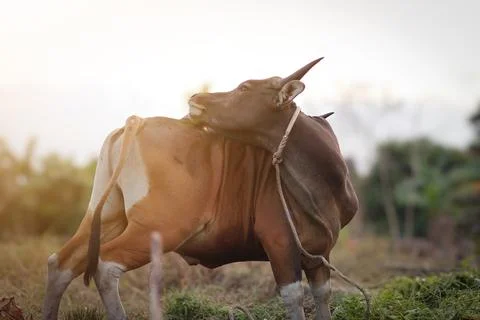 Beefmaster cattle standing in a green field Stock Photos