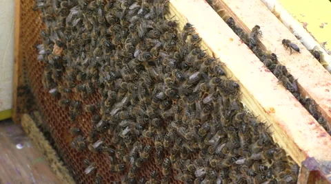 Beeframe and bee-colony - close-up Video stock 51171331
