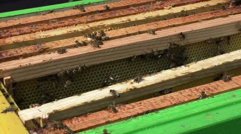 Beeframes and creeping bees Video stock 51171887