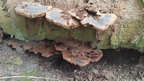 Beefsteak fungus  Stock Footage 317969614
