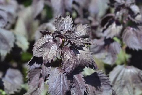 Beefsteak plant Stock Photos
