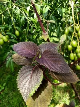 Beefsteak Plant Stock Photos