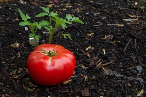 Beefsteak Red Tomato 스톡 사진