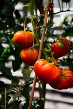 Beefsteak tomatoes Stock Photos