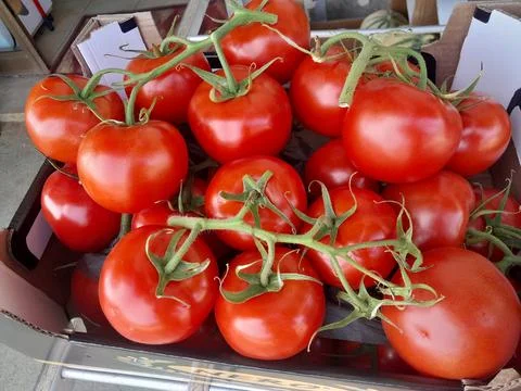 Beefsteak Tomatoes vegetable isolated background Stock Photos