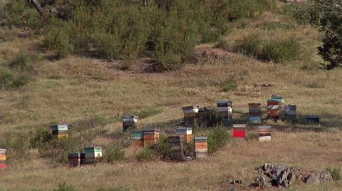 Beehive in Alentejo#2 Stock Footage 48048359