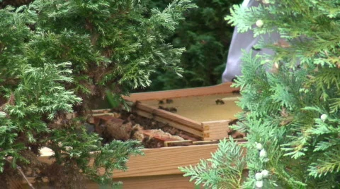 Beehive and Beekeeper 스톡 동영상 502576