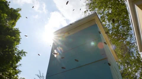 A beehive and bees flying in front of the sun in slow motion. Blue sky and bees Stock Footage 143588562