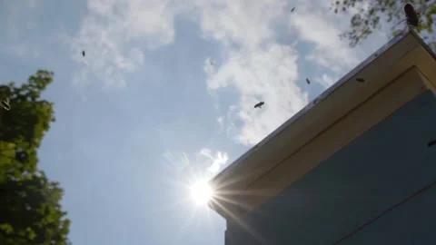 A beehive and bees flying in front of the sun in slow motion. Blue sky and bees 스톡 동영상 143588664