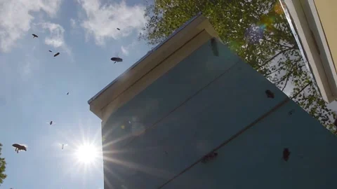 A beehive and bees flying in front of the sun. blue sky and bees 動画素材 143588824