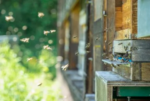 Beehive and bees Stock Photos