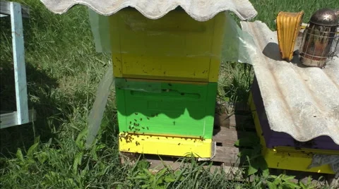 Beehive and worried bees - medium-shot Video stock 51173360