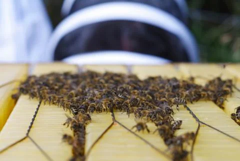 Beehive with bees and beekeeper Foto stock