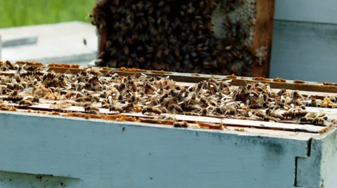 Beehive with bees. Bees working day Stock Footage 38365320