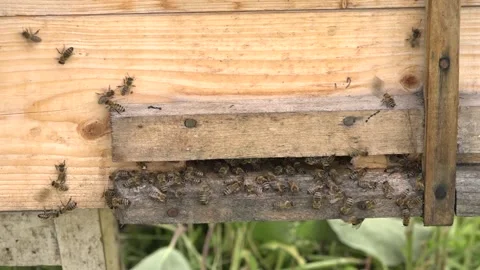 Beehive with bees. the beginning of nectar collection in bees. 스톡 동영상 134249015