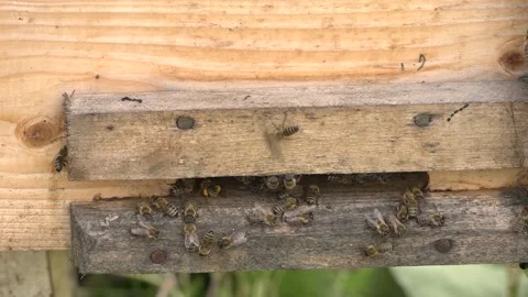 Beehive with bees. the beginning of nectar collection in bees. 스톡 동영상 134249065