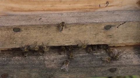 Beehive with bees. the beginning of nectar collection in bees. 스톡 동영상 134249114