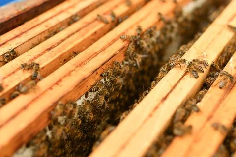 A beehive with bees. A box with bees Stock Photos