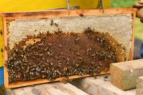 A beehive with bees. Close up macro. Stock-Fotos