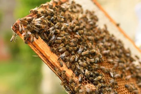 A beehive with bees. Close up macro. Stock-Fotos