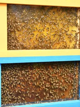 A beehive with bees. Close up macro. Stock-Fotos