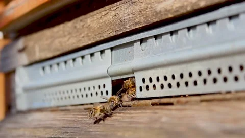 Beehive. Bees come out of the hive. Beekeeping agriculture. Stock Footage 139770726