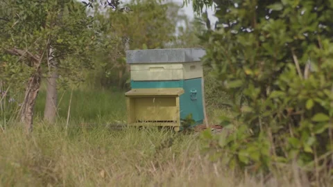 Beehive with bees enter and exit behind bush moving gently in the wind, 6k wide Stock Footage 320878145