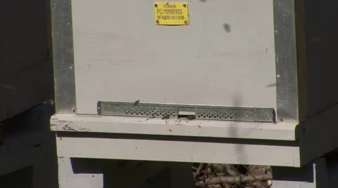Beehive with bees at the entrance Stock-Footage 36112366