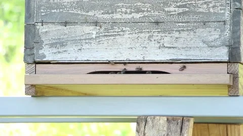 Beehive with bees flying around Stock Footage 53044013