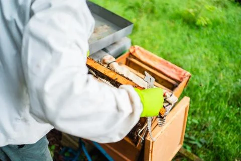 Beehive with Bees Held by the Beekeeper Close Up Stock Photos